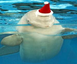 пазл Дельфиновые шляпа с Санта-Клаусом